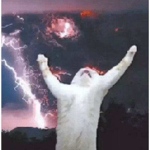 Gatos 4