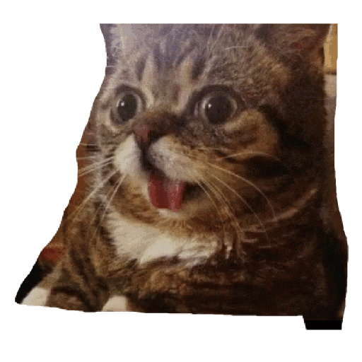 Gatos 25