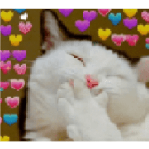 Gatos 19