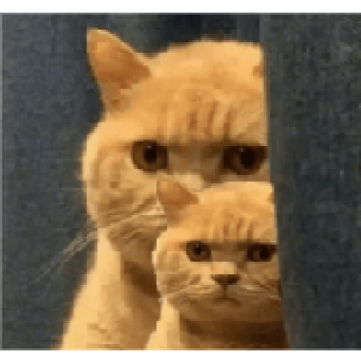 Gatos 13