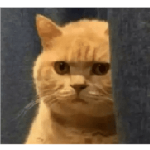 Gatos 12