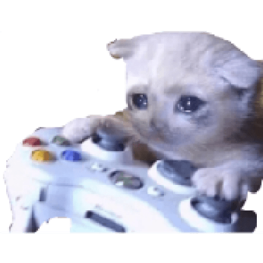 Gatos 6