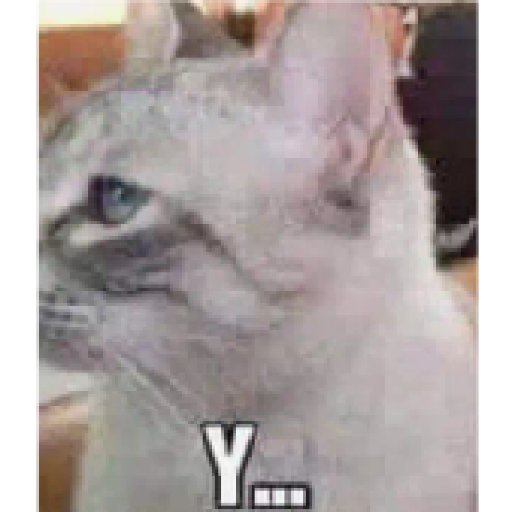 Gatos 3