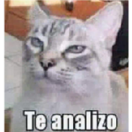Gatos 2