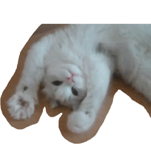 Gatos 23