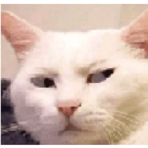Gatos 20
