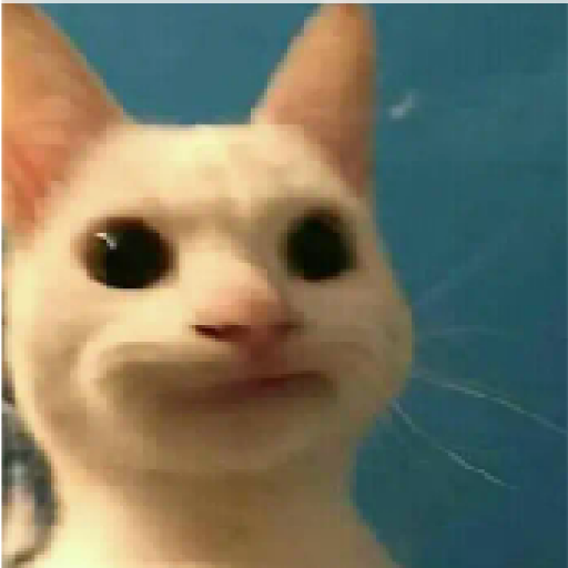 Gatos 16
