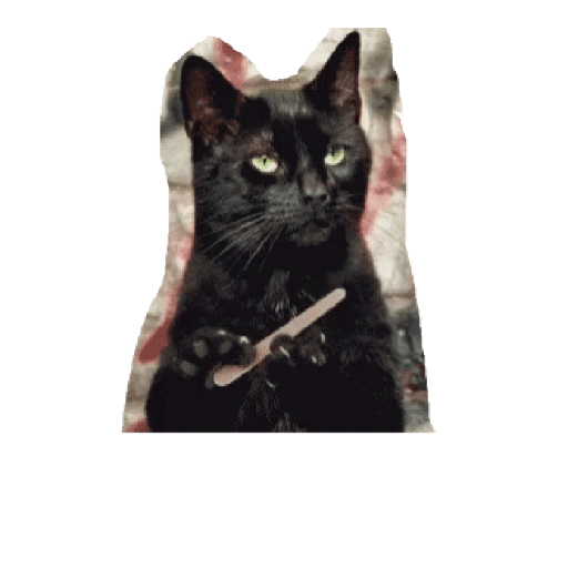 Gatos 30