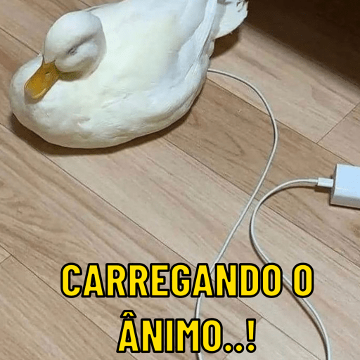 Patos e afins..  16