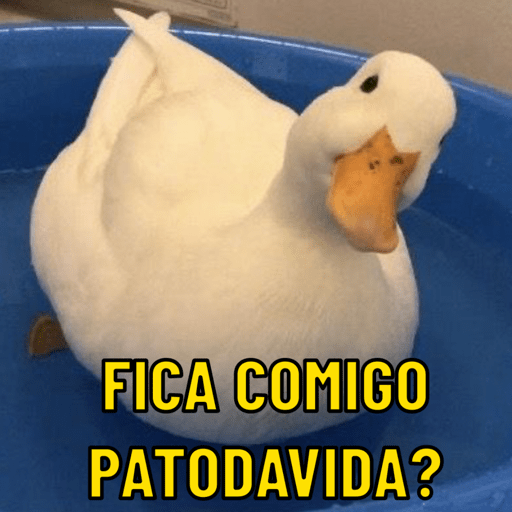 Patos e afins..  2