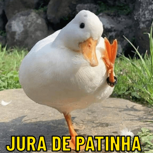 Patos e afins..  4