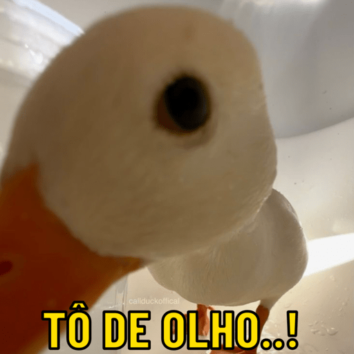 Patos e afins..  14