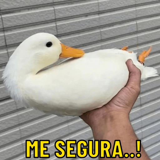 Patos e afins..  11
