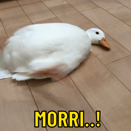 Patos e afins..  15