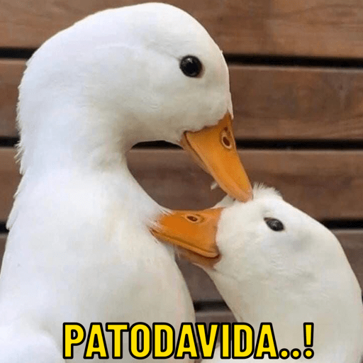 Patos e afins..  3