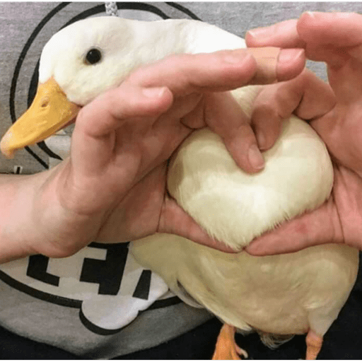 Patos e afins..  5