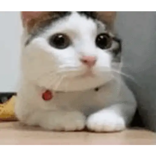 Gif 1