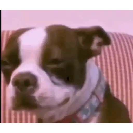 Gif 2