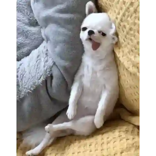 Gif 8