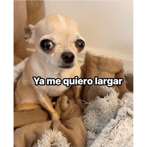 Cuy 4