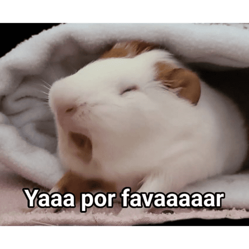 Cuy 1