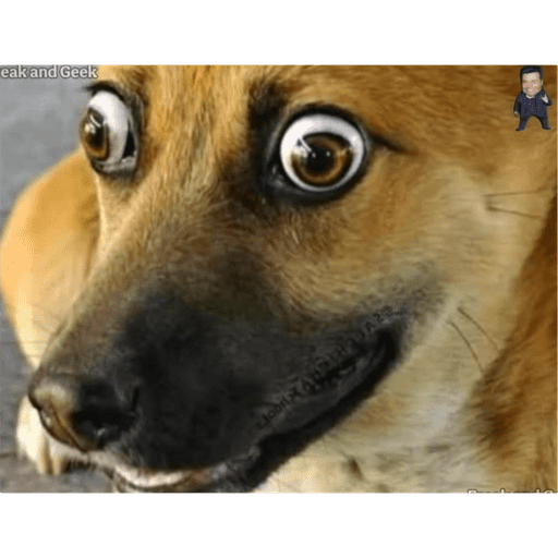 Cuy 3