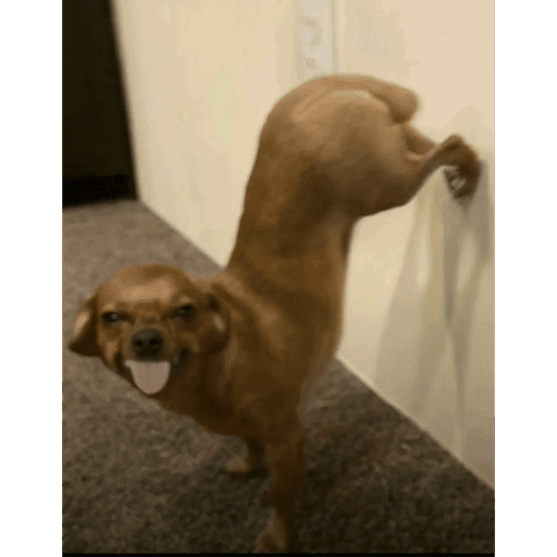 Pipopipopipo